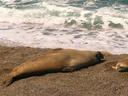 Elephant seal, relaxing on the beach.
